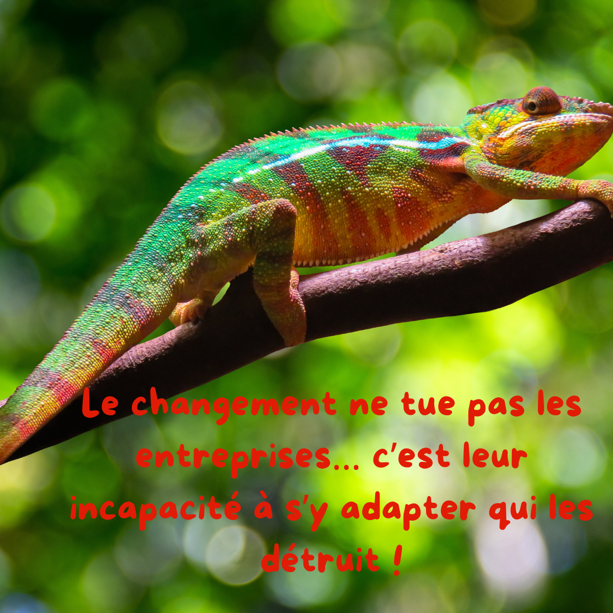  Le changement ne tue pas les entreprises… c’est leur incapacité à s’y adapter qui les détruit ! 